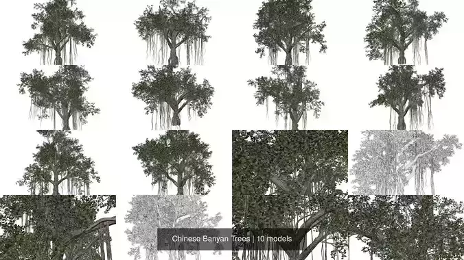 Chinese Banyan Trees