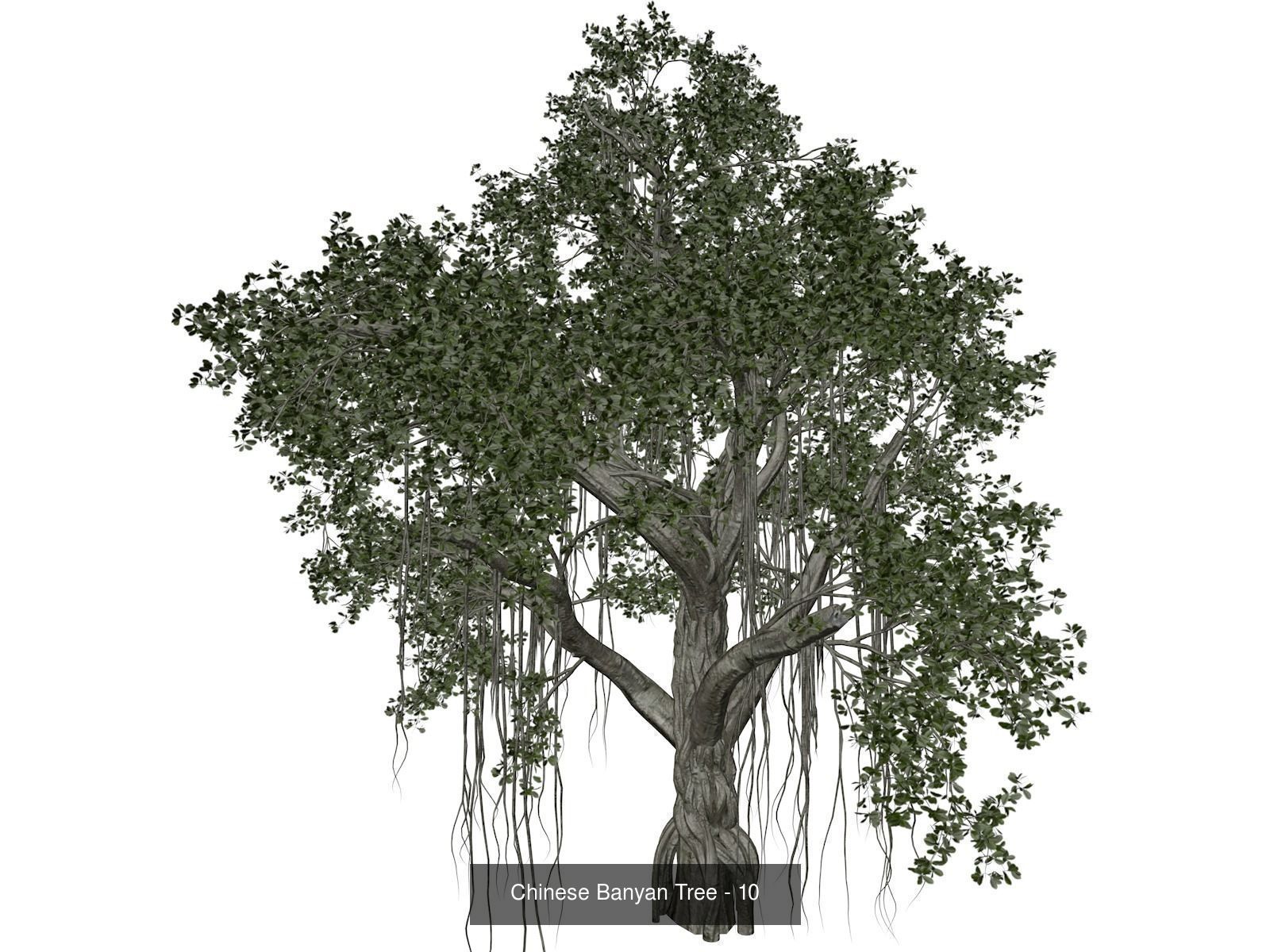 Chinese Banyan Trees 3D Model Collection_11