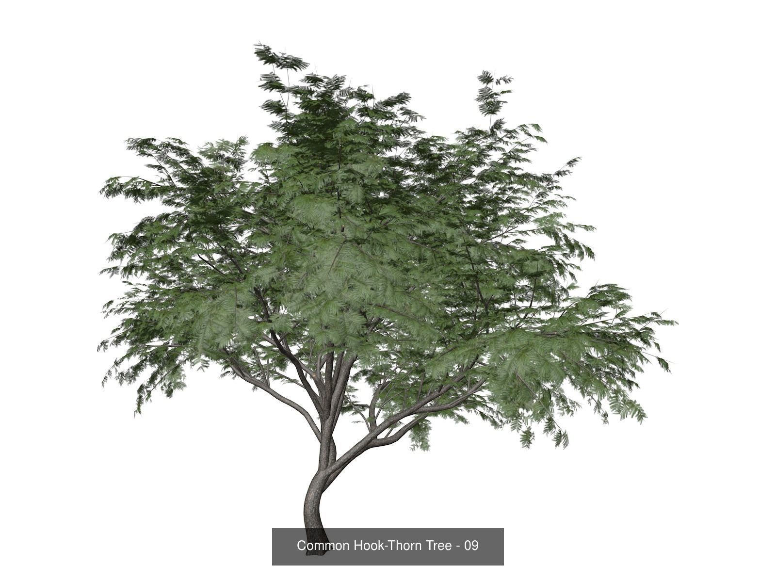 Common Hook-Thorn Trees 3D Model Collection_10