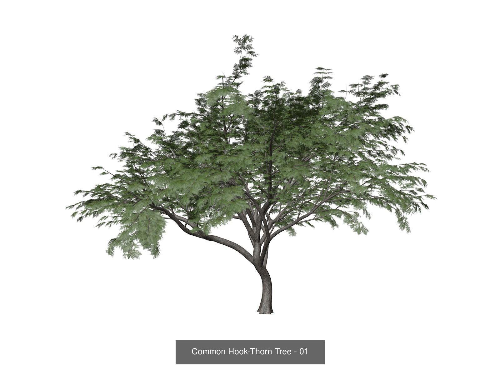 Common Hook-Thorn Trees 3D Model Collection_2