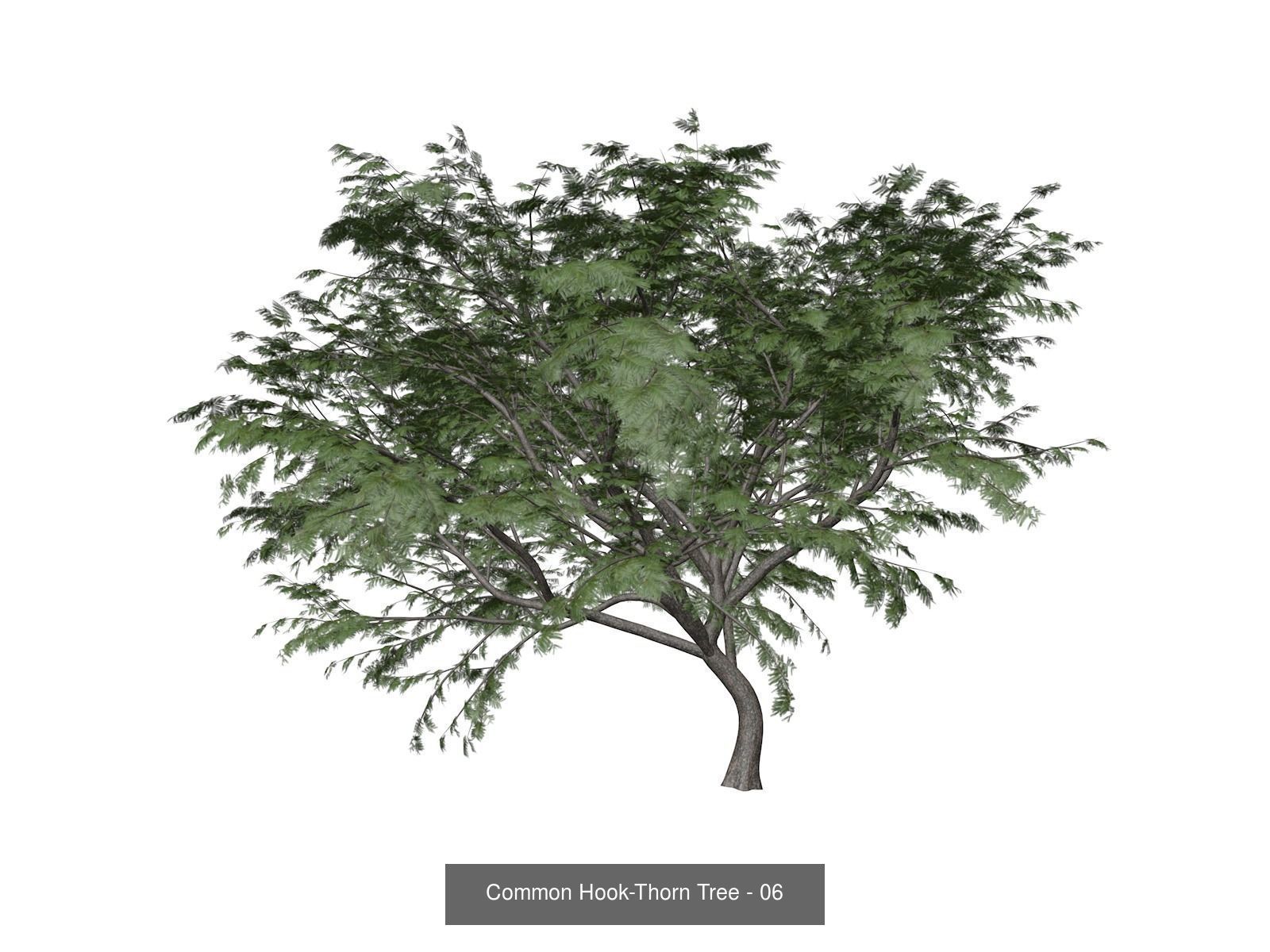 Common Hook-Thorn Trees 3D Model Collection_7