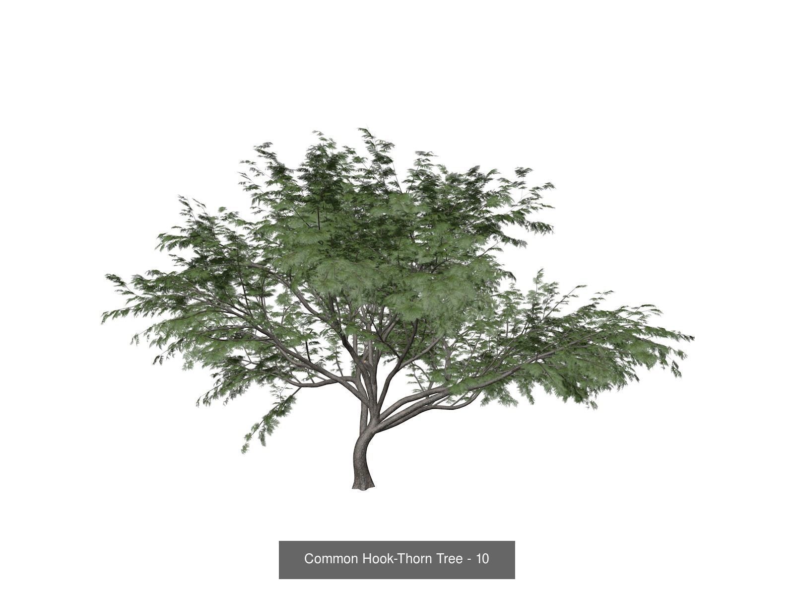 Common Hook-Thorn Trees 3D Model Collection_11