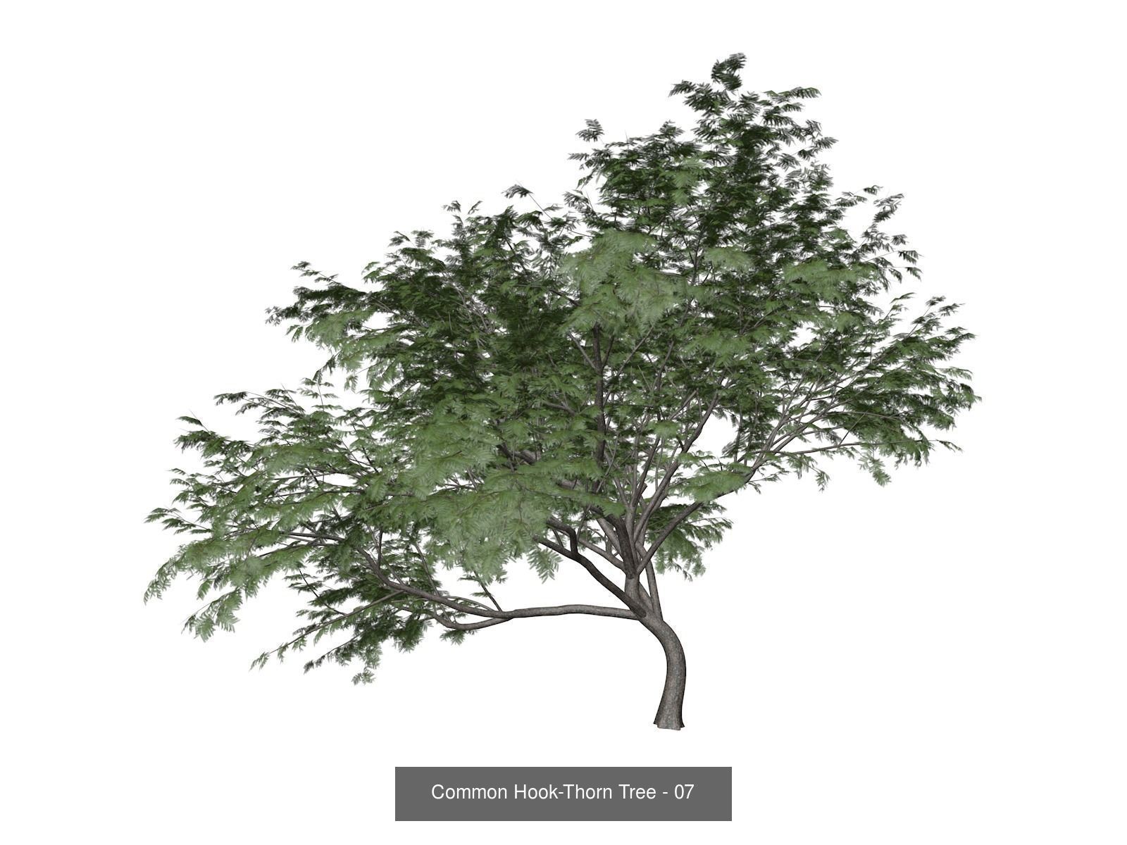 Common Hook-Thorn Trees 3D Model Collection_8