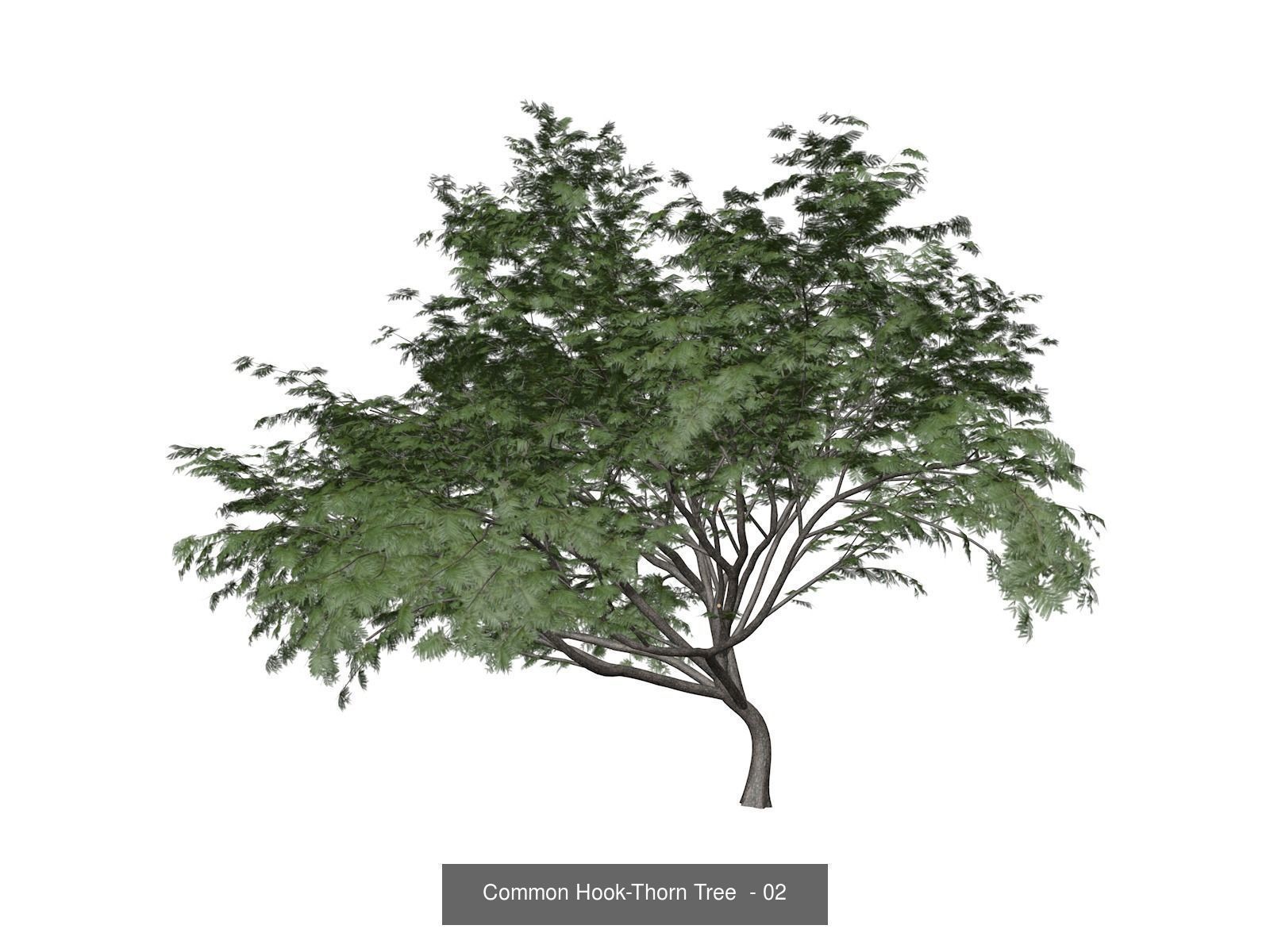 Common Hook-Thorn Trees 3D Model Collection_3