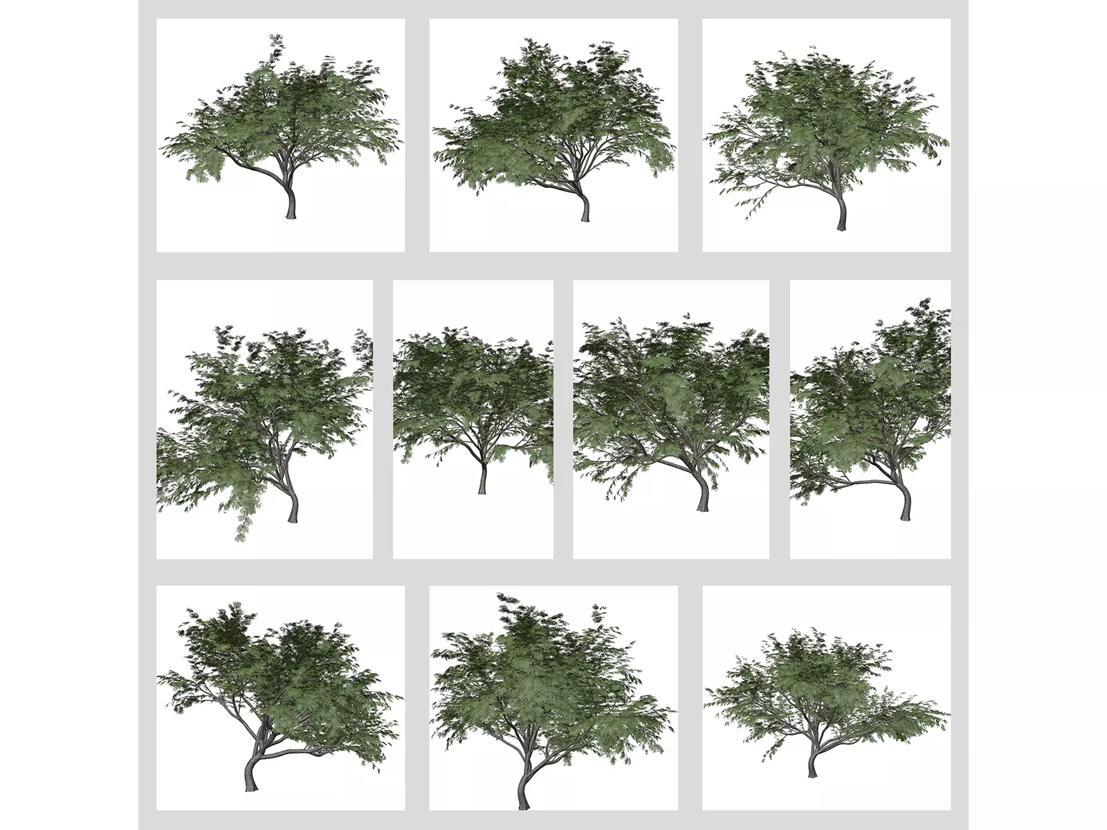 Common Hook-Thorn Trees 3D Model Collection_0