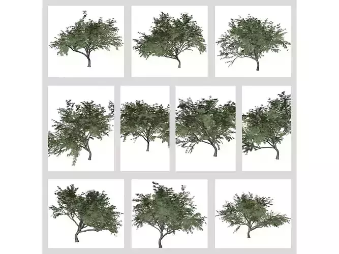 Common Hook-Thorn Trees