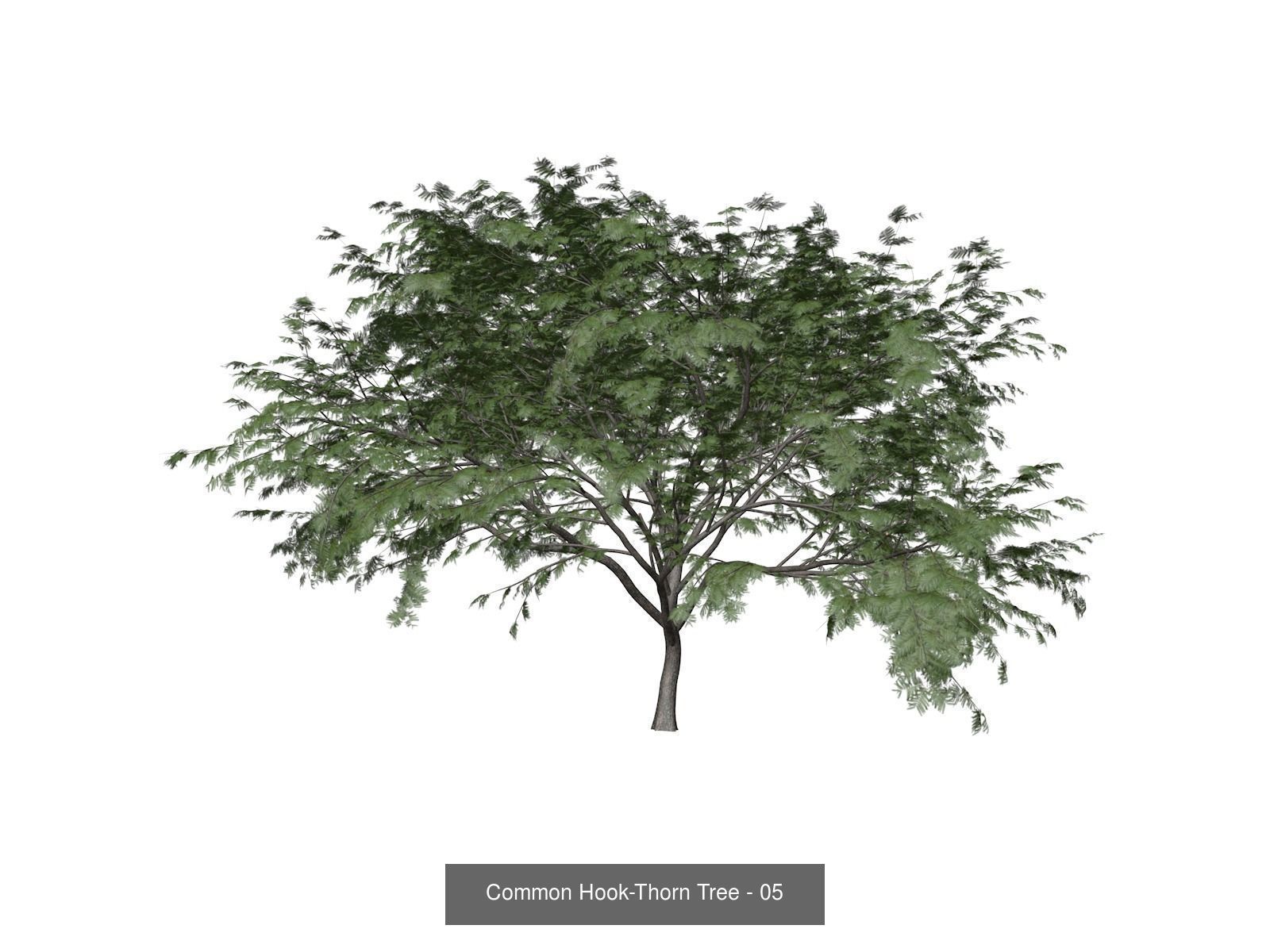 Common Hook-Thorn Trees 3D Model Collection_6