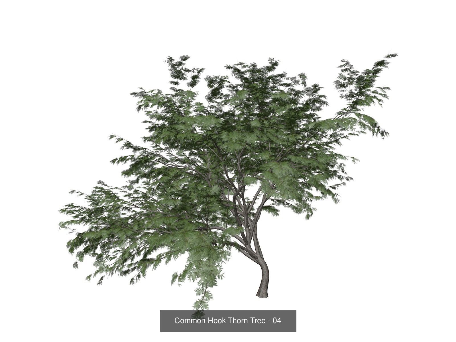 Common Hook-Thorn Trees 3D Model Collection_5