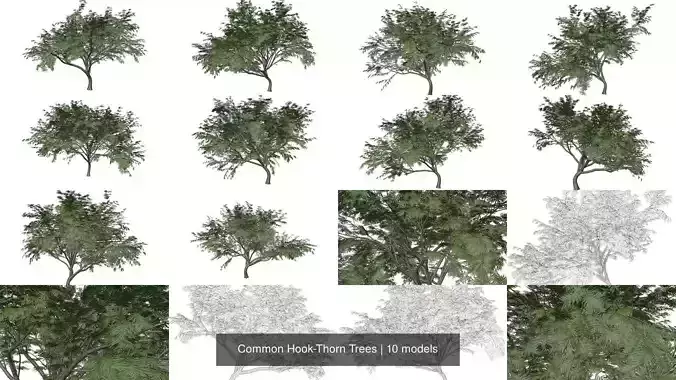 Common Hook-Thorn Trees