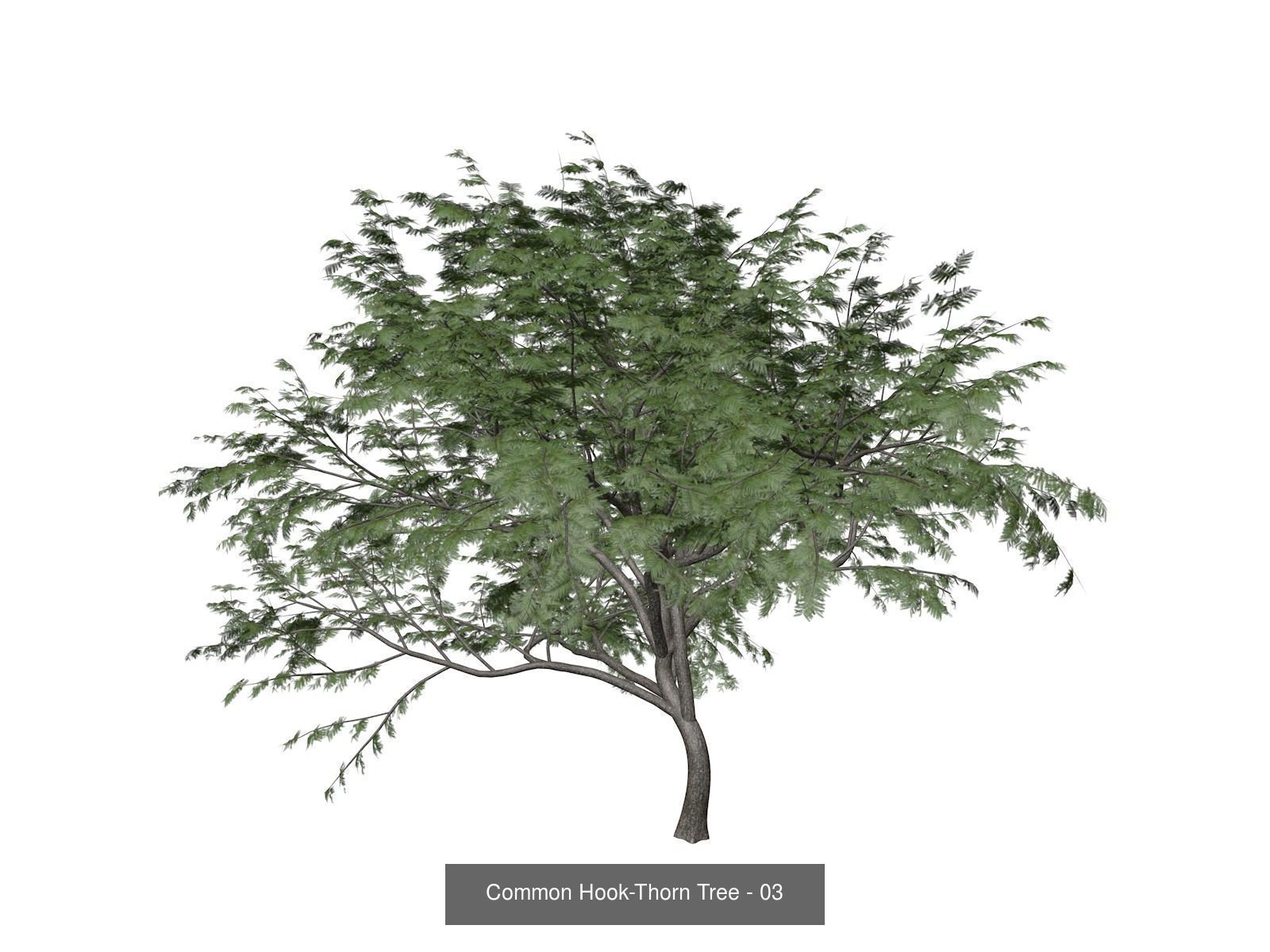Common Hook-Thorn Trees 3D Model Collection_4