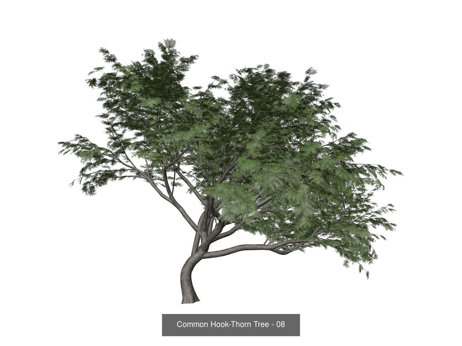 Common Hook-Thorn Trees 3D Model Collection_9