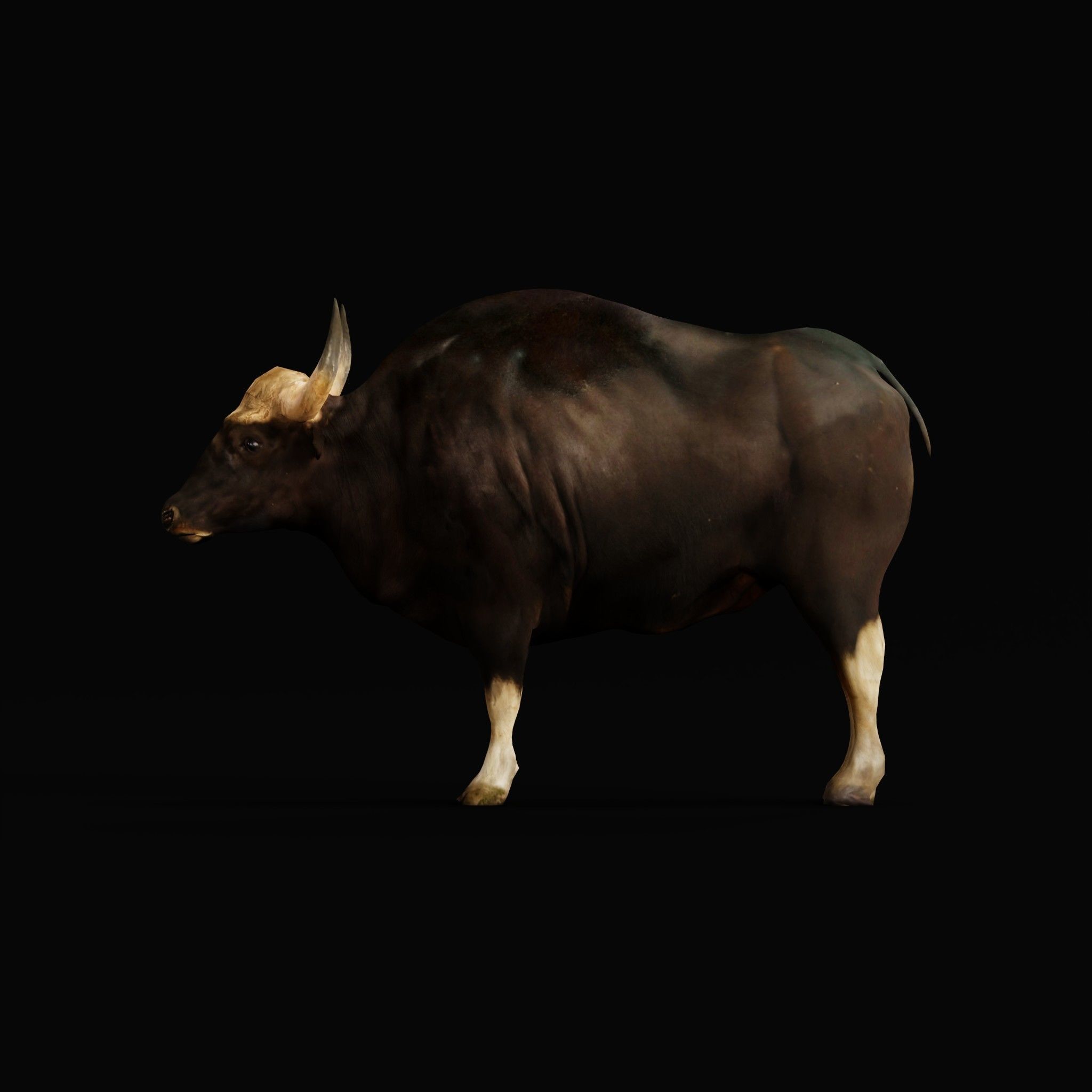 Malayan Gaur Indian Bison Low-poly 3D model_4