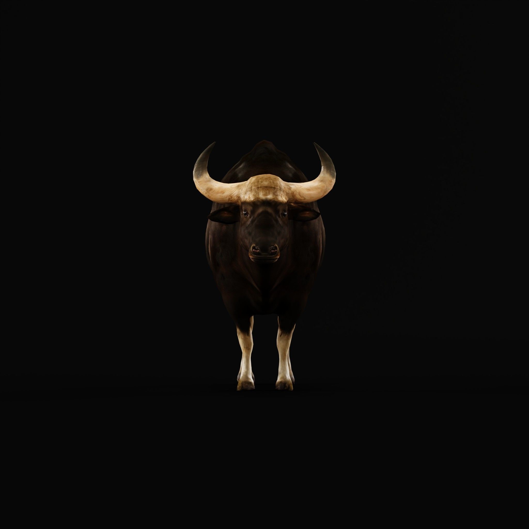 Malayan Gaur Indian Bison Low-poly 3D model_3