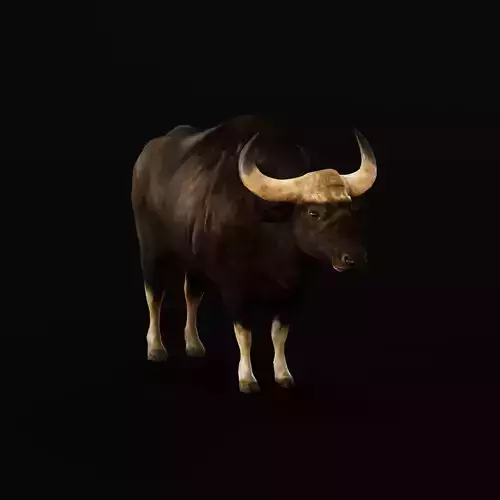 Malayan Gaur Indian Bison Low-poly 3D model