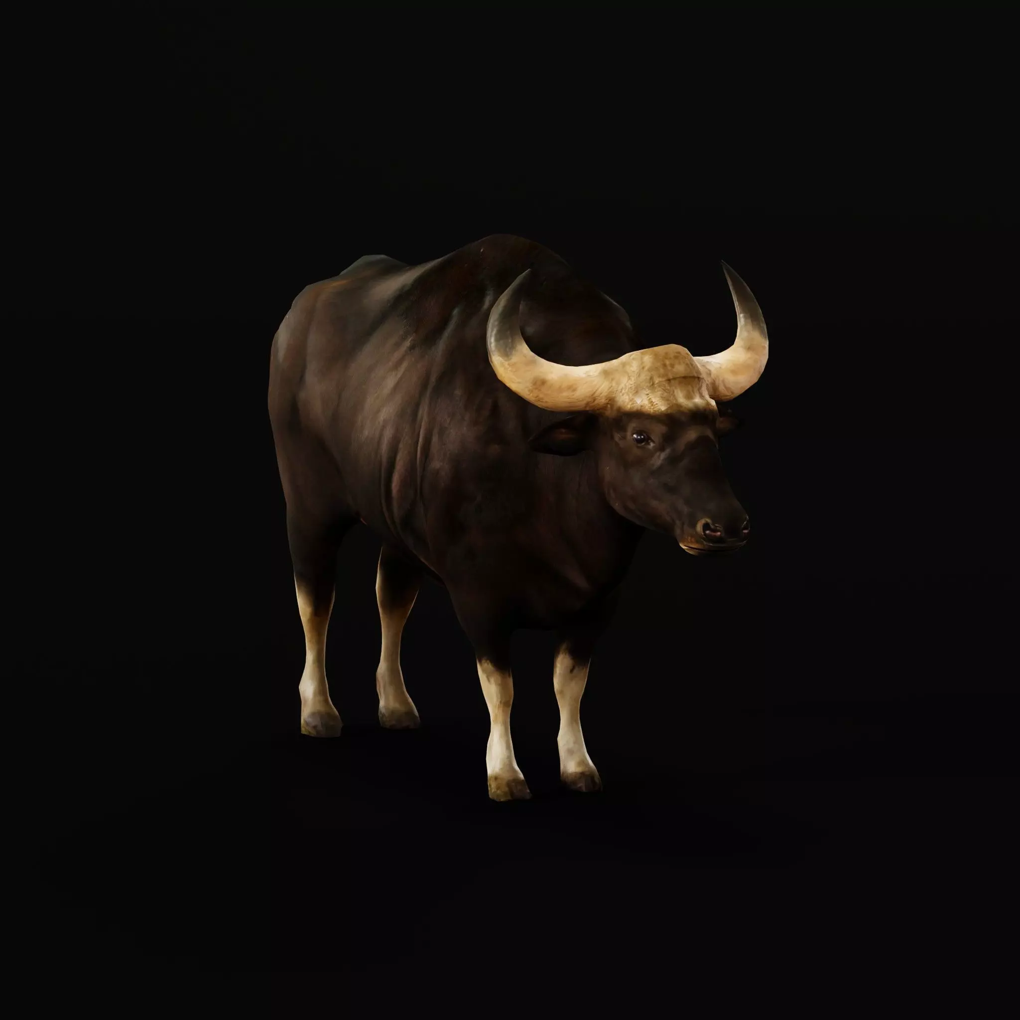 Malayan Gaur Indian Bison Low-poly 3D model_0