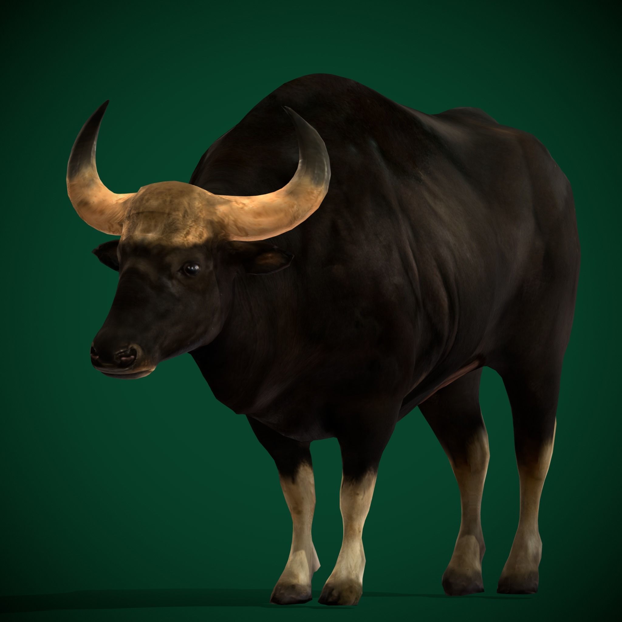 Malayan Gaur Indian Bison Low-poly 3D model_13