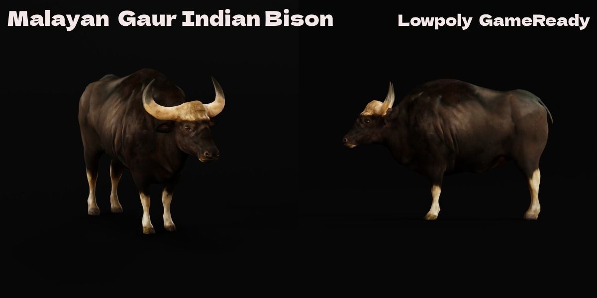 Malayan Gaur Indian Bison Low-poly 3D model_2