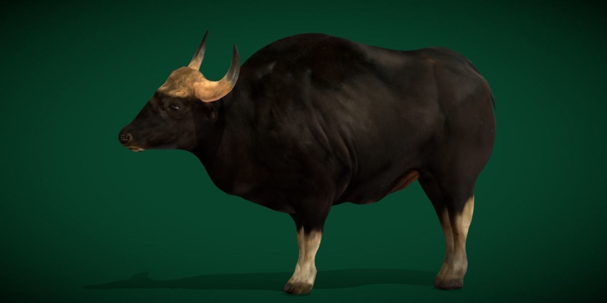 Malayan Gaur Indian Bison Low-poly 3D model_22