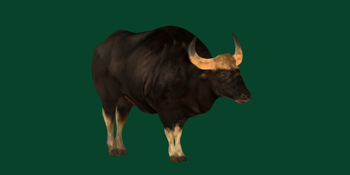 Malayan Gaur Indian Bison Low-poly 3D model_18