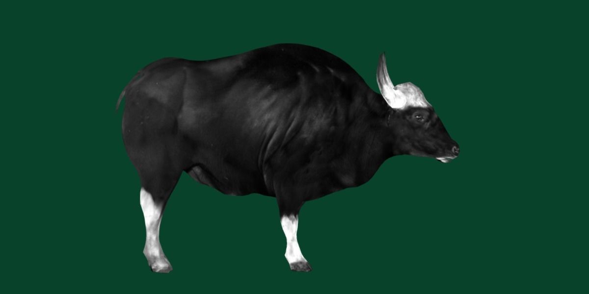 Malayan Gaur Indian Bison Low-poly 3D model_20
