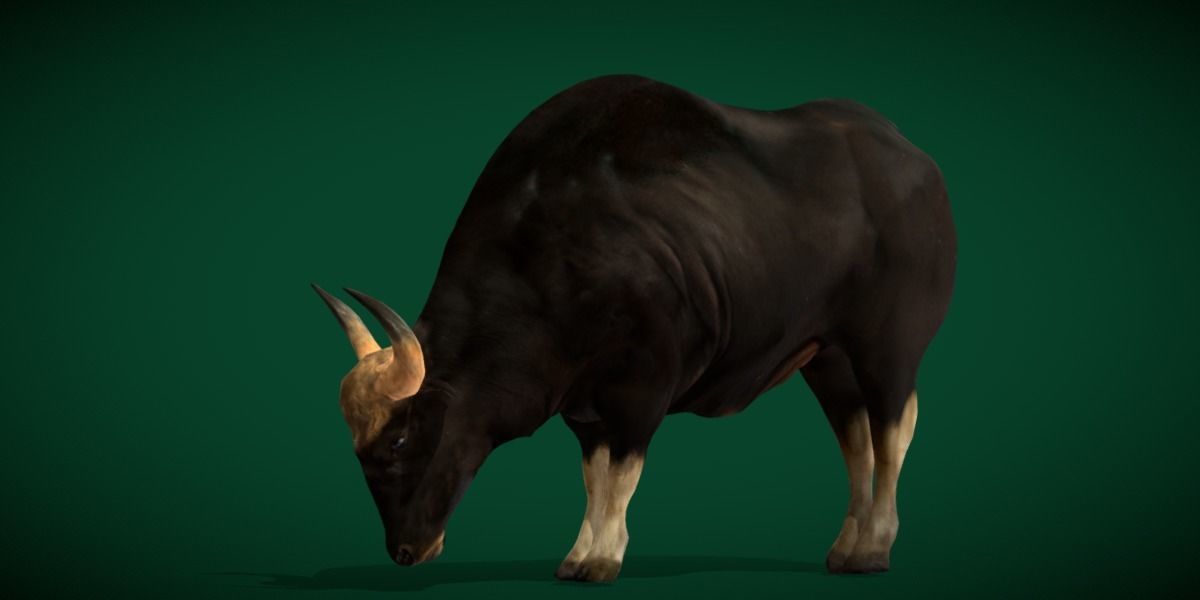 Malayan Gaur Indian Bison Low-poly 3D model_14