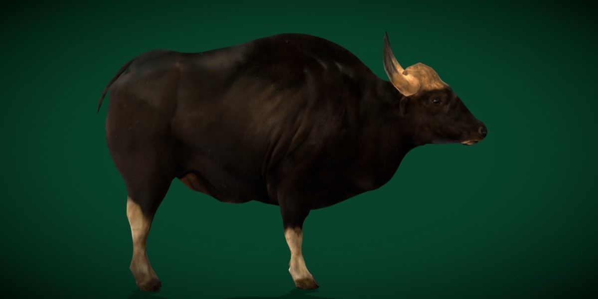 Malayan Gaur Indian Bison Low-poly 3D model_6