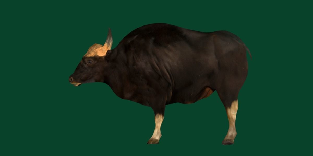 Malayan Gaur Indian Bison Low-poly 3D model_17