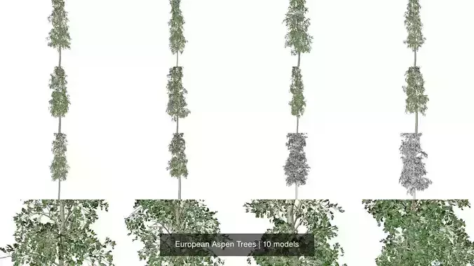 European Aspen Trees