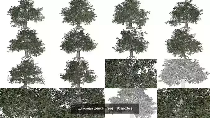 European Beech Trees