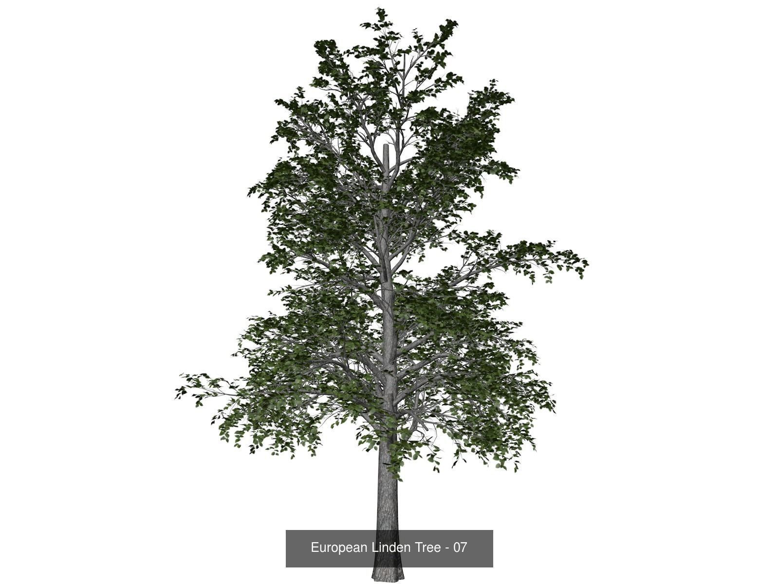 European Linden Trees 3D Model Collection_8