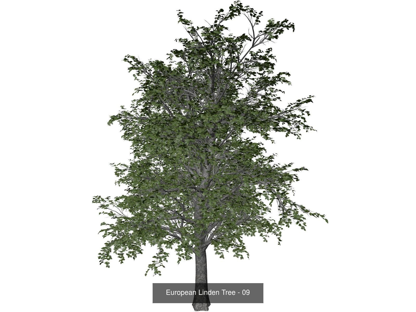European Linden Trees 3D Model Collection_10