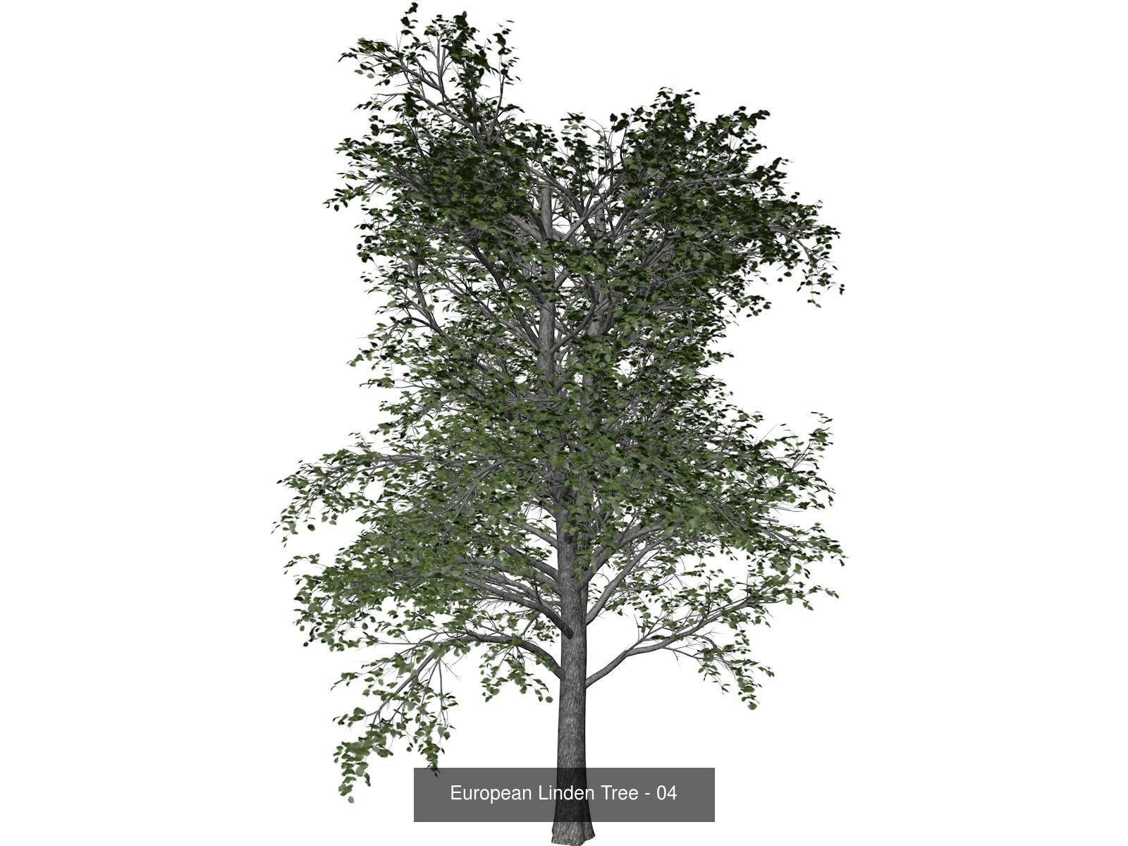 European Linden Trees 3D Model Collection_5