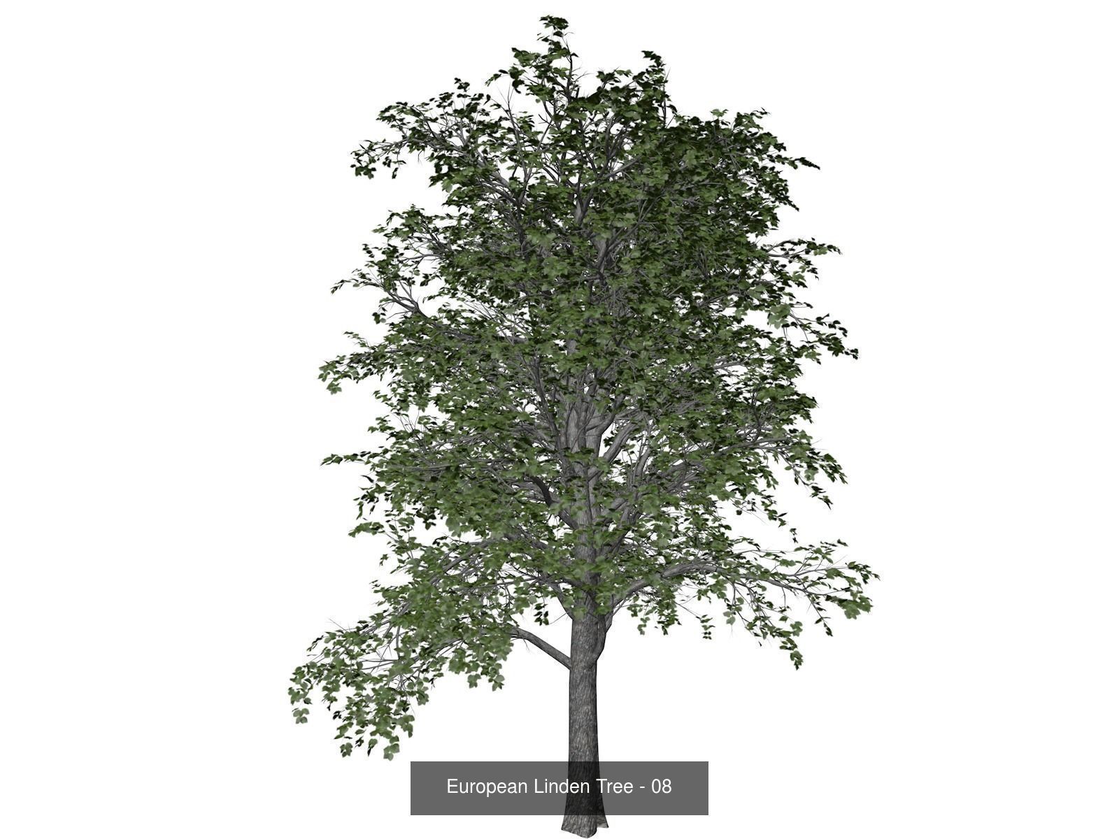 European Linden Trees 3D Model Collection_9