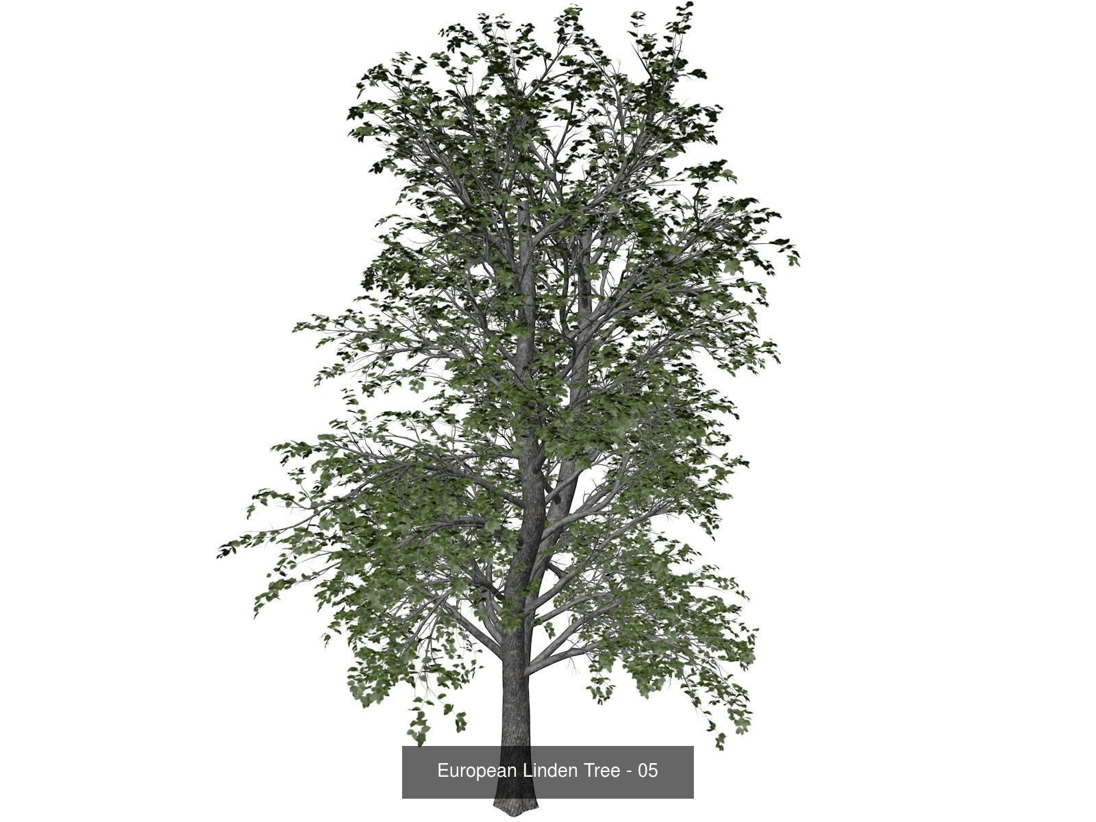 European Linden Trees 3D Model Collection_6