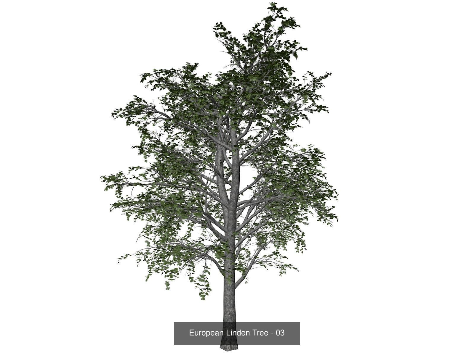European Linden Trees 3D Model Collection_4