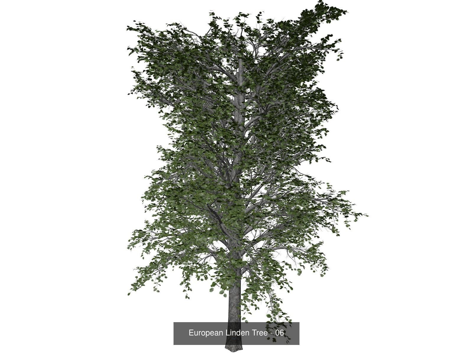 European Linden Trees 3D Model Collection_7