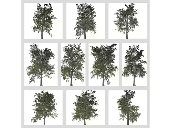 European Linden Trees