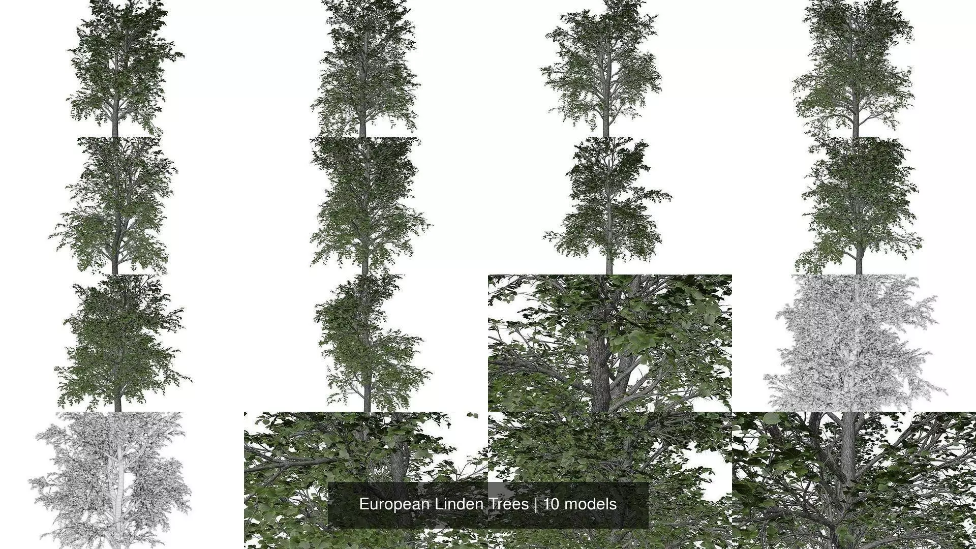 European Linden Trees 3D Model Collection_1