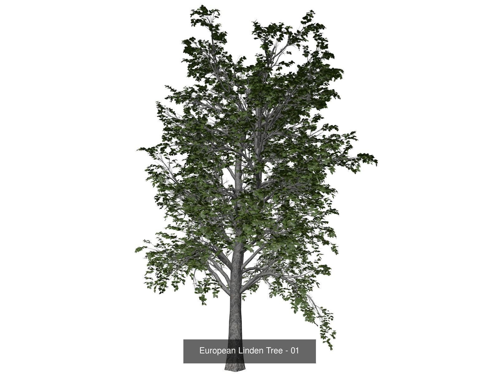 European Linden Trees 3D Model Collection_2