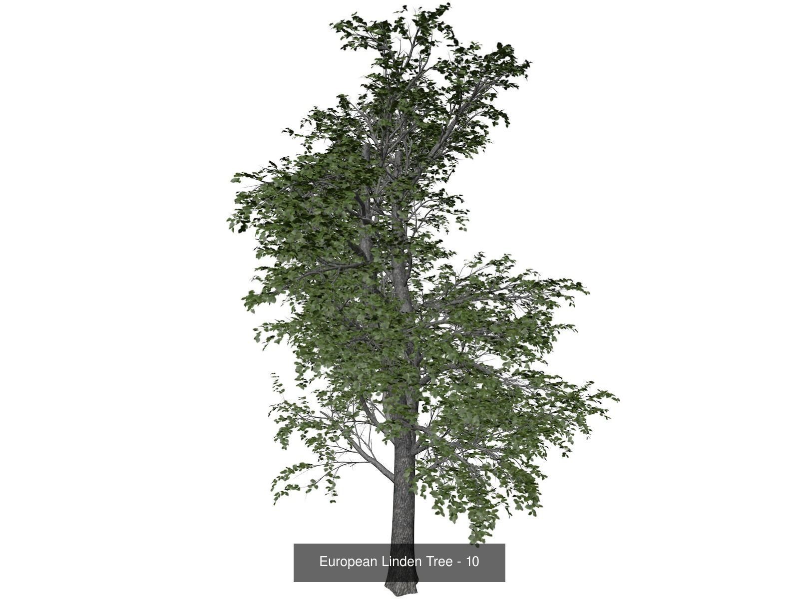 European Linden Trees 3D Model Collection_11