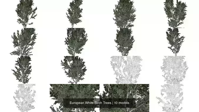 European White Birch Trees