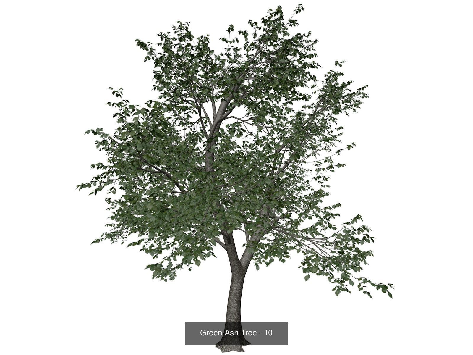 Green Ash Trees 3D Model Collection_11