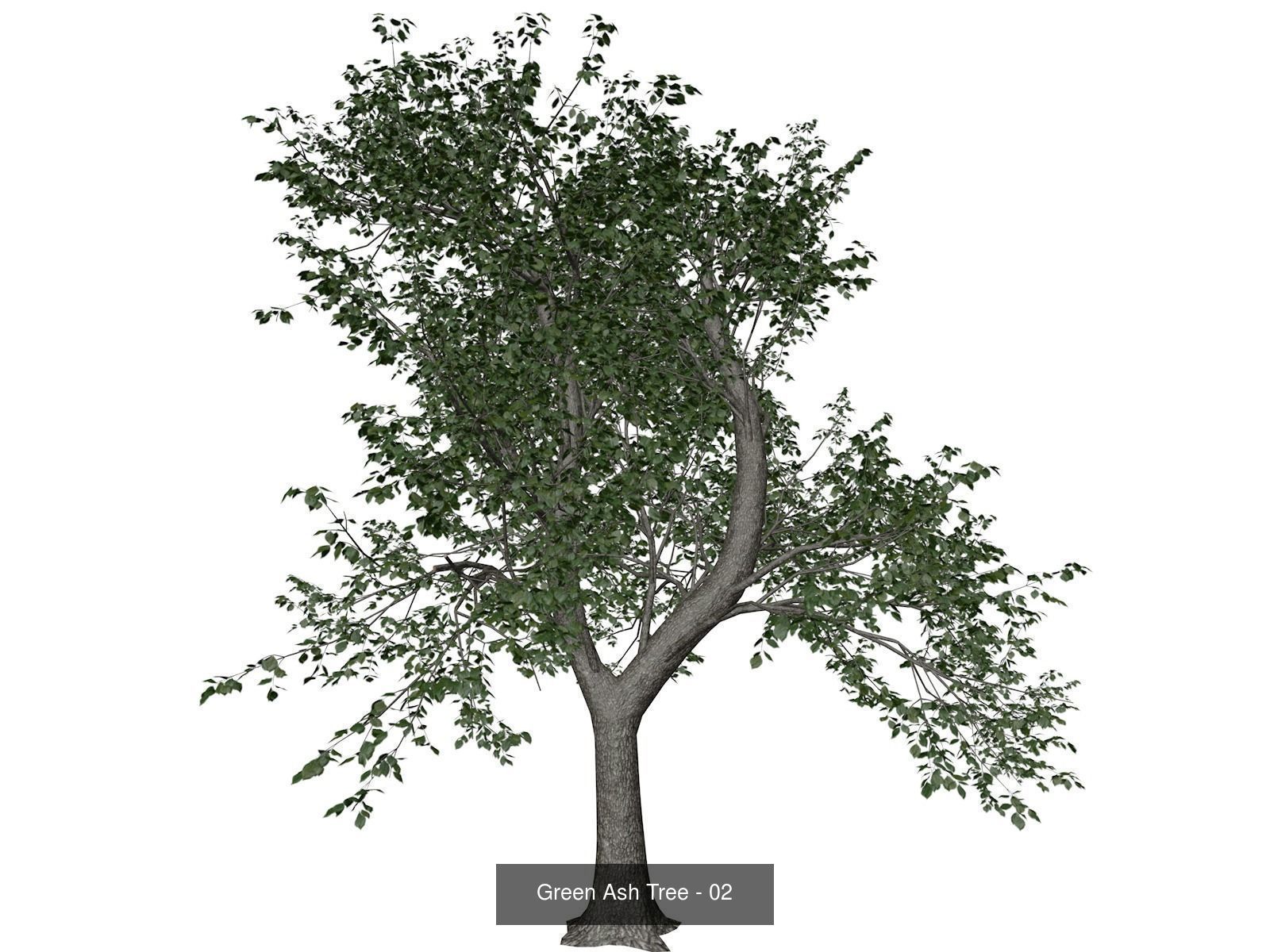 Green Ash Trees 3D Model Collection_3