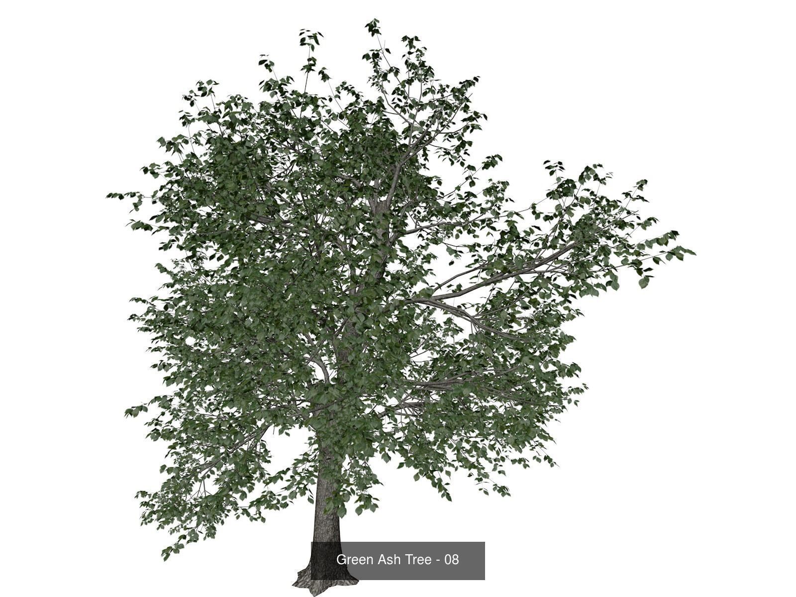 Green Ash Trees 3D Model Collection_9