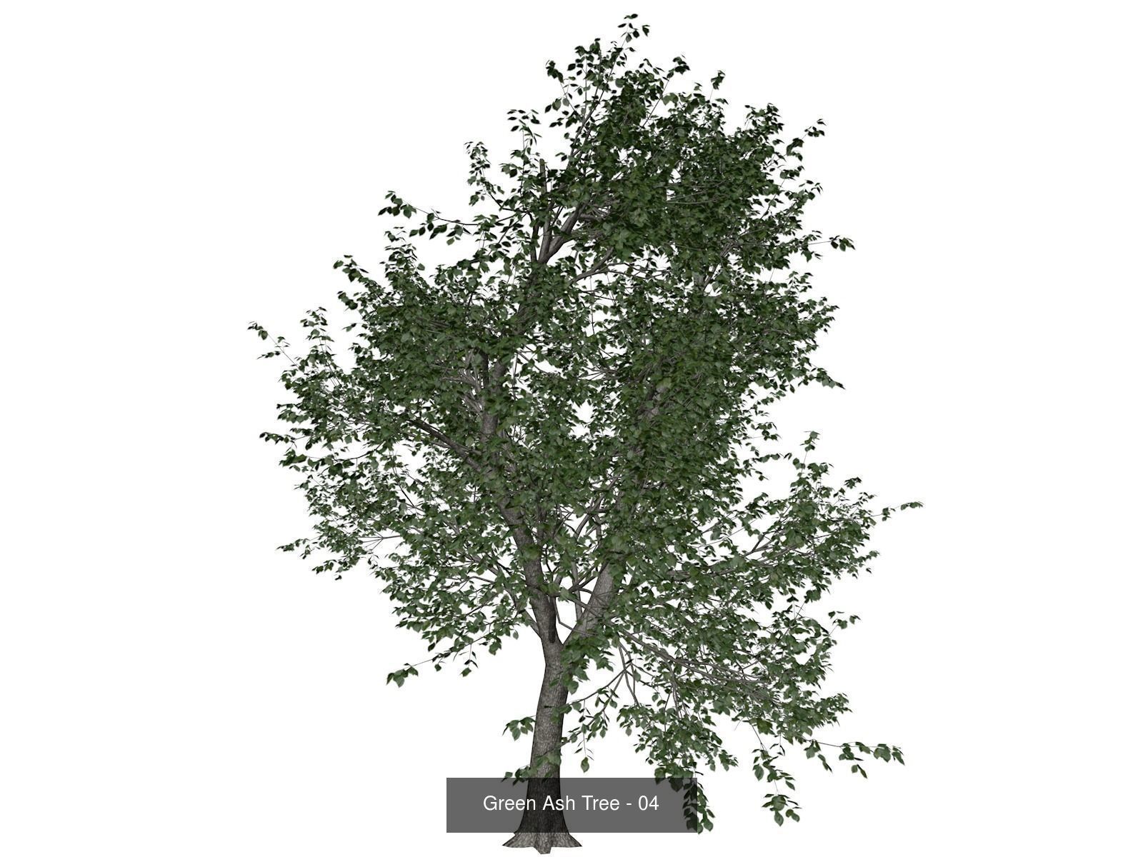 Green Ash Trees 3D Model Collection_5
