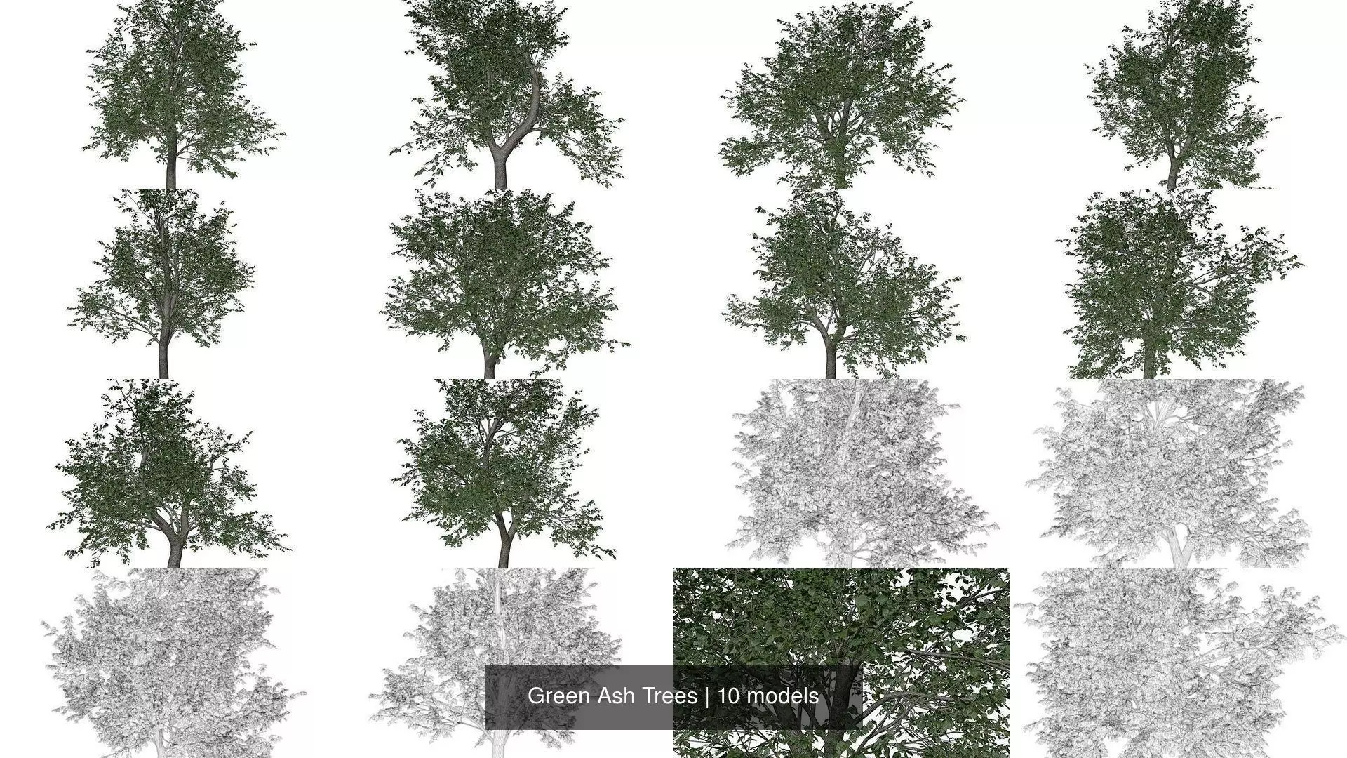 Green Ash Trees 3D Model Collection_1
