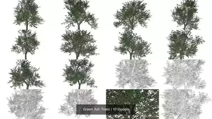Green Ash Trees