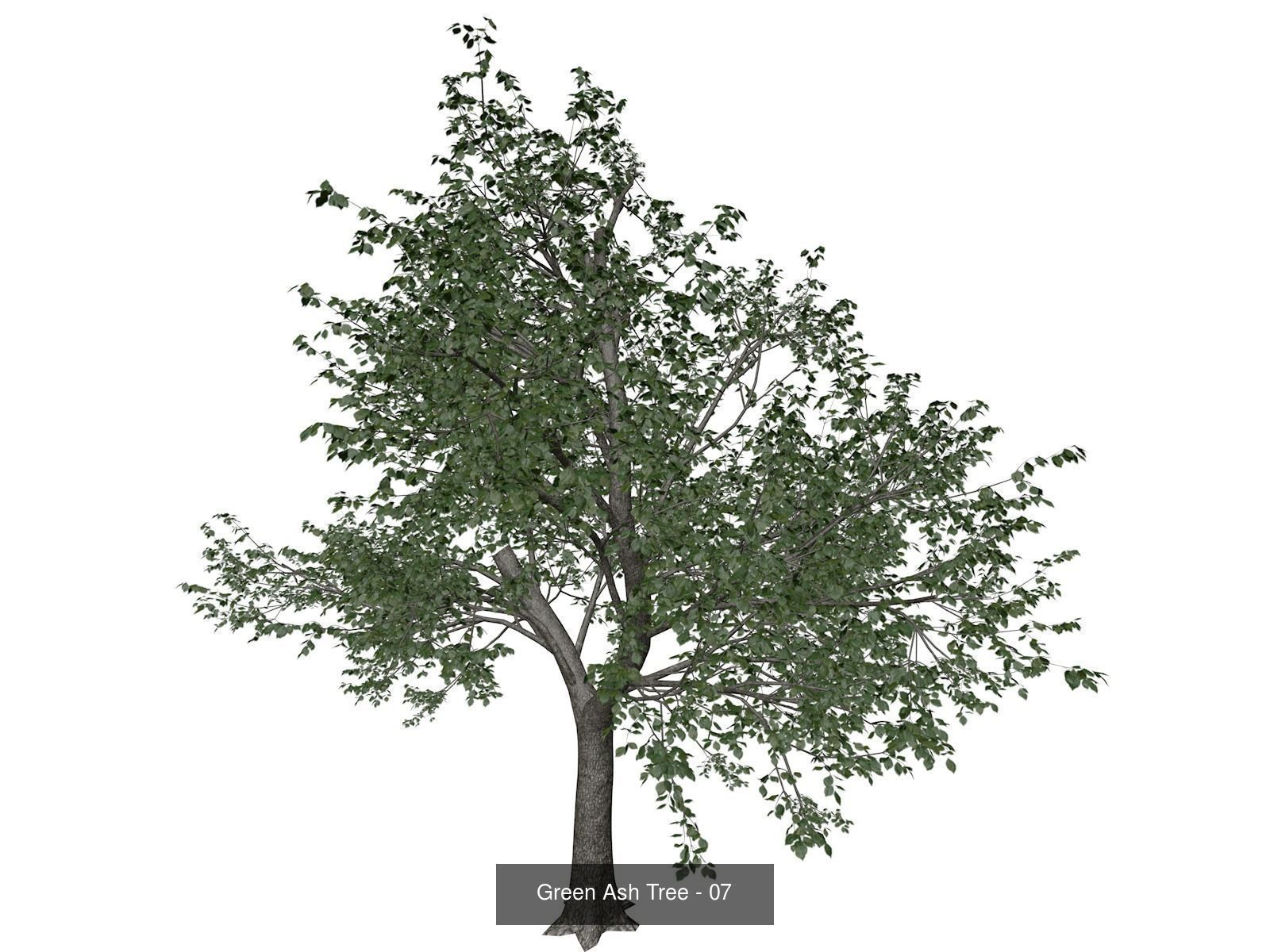 Green Ash Trees 3D Model Collection_8