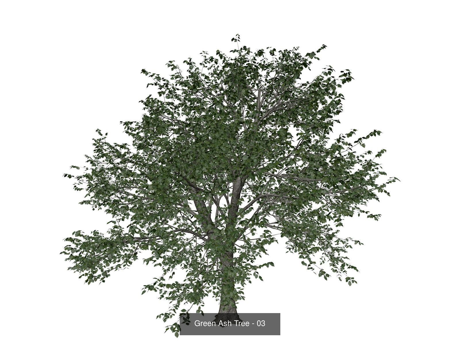 Green Ash Trees 3D Model Collection_4