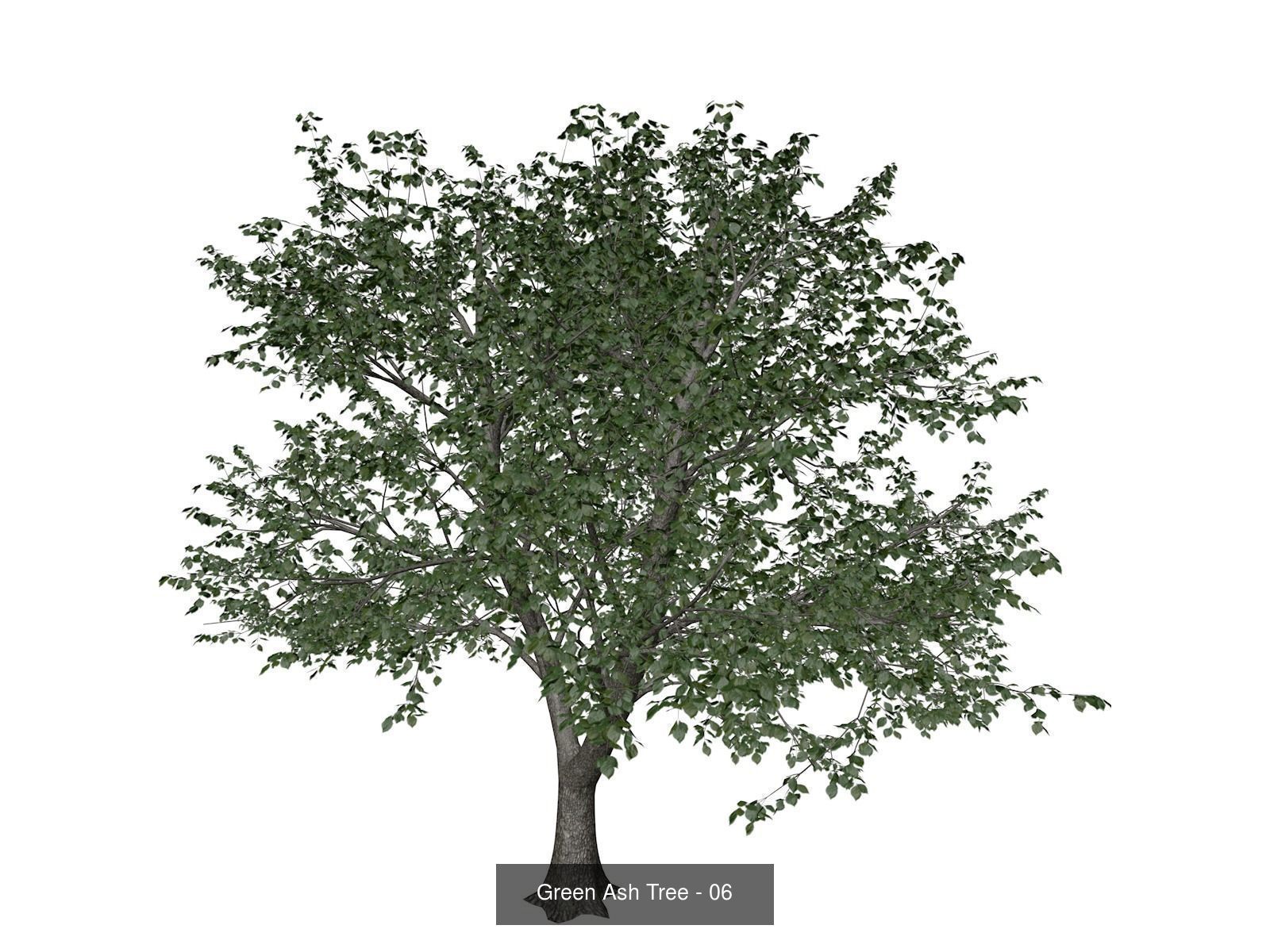 Green Ash Trees 3D Model Collection_7